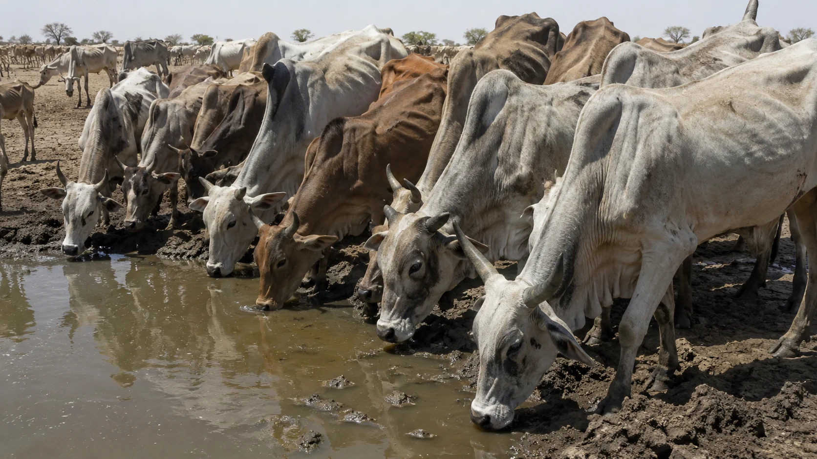 Zebu cattle crowding around a shrinking, muddy watering hole in the dry season