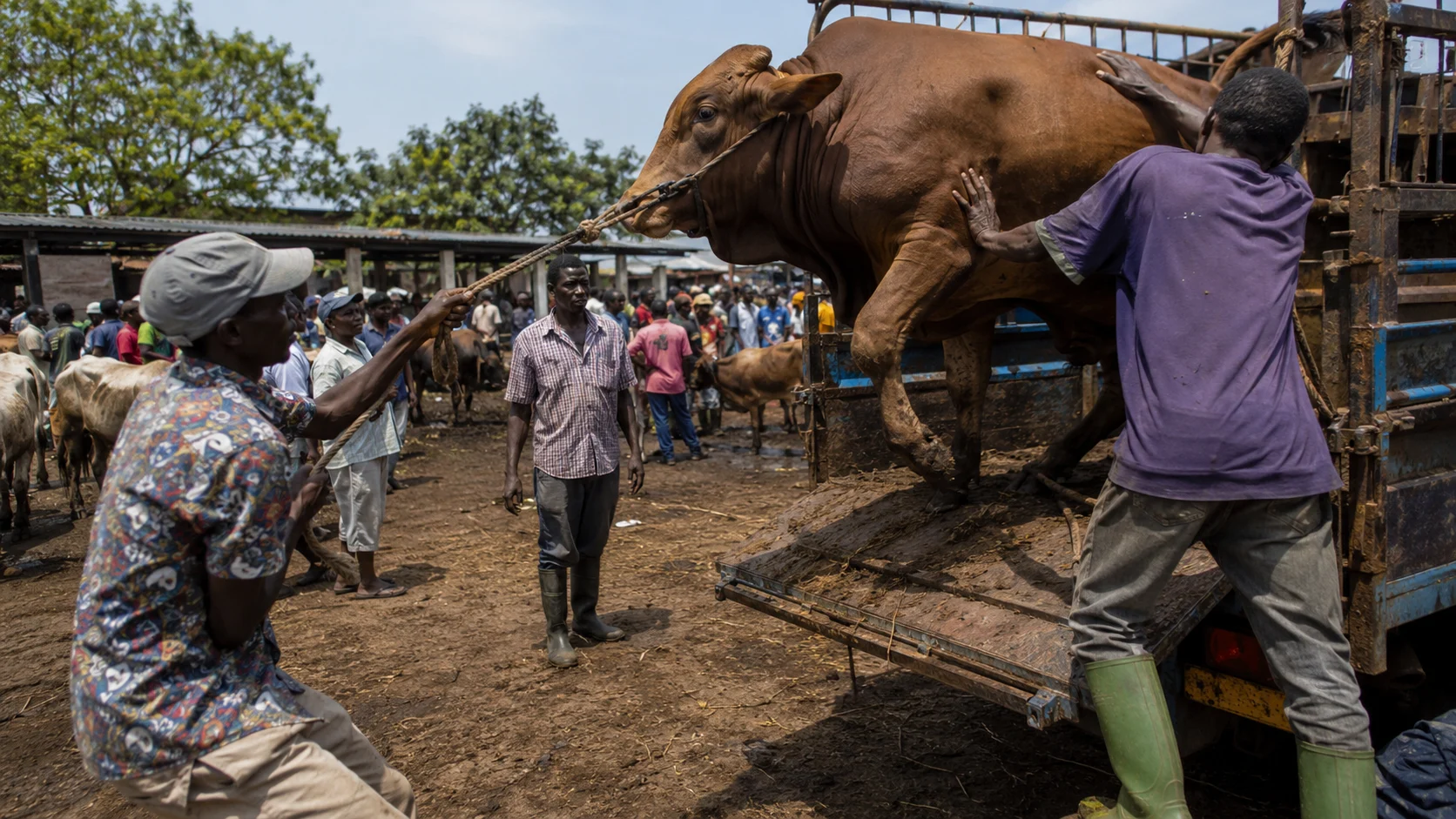 A farmer loading a purchased cow onto a truck at an African cattle market