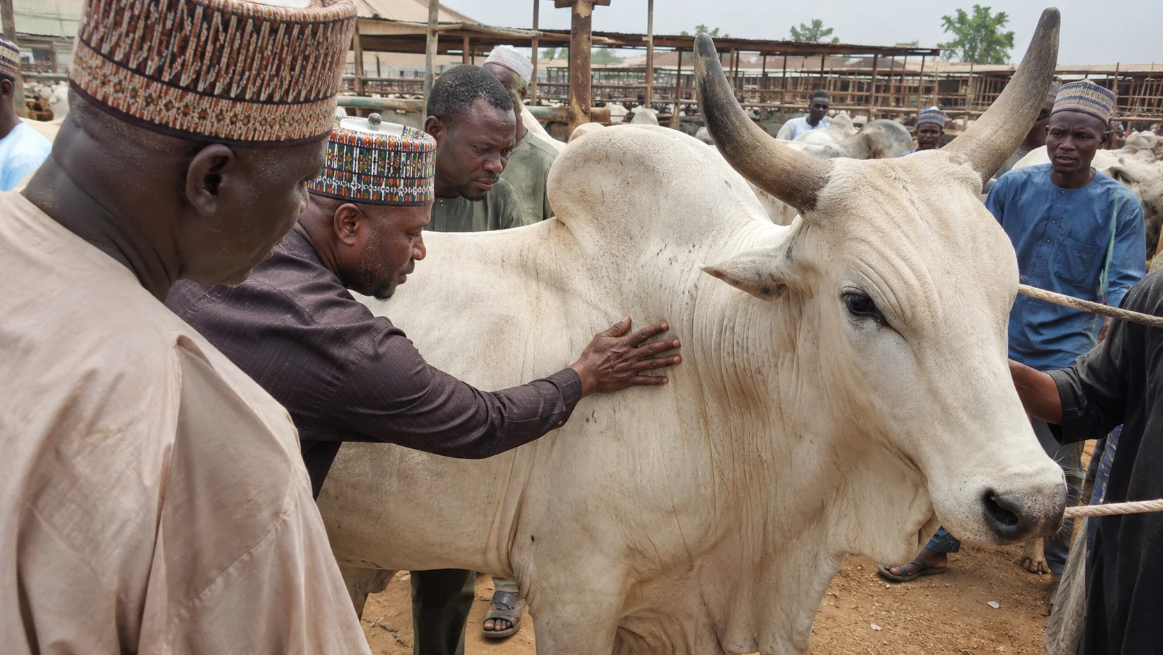 Nigerian cattle traders examining a White Fulani bull at a livestock market during Eid season
