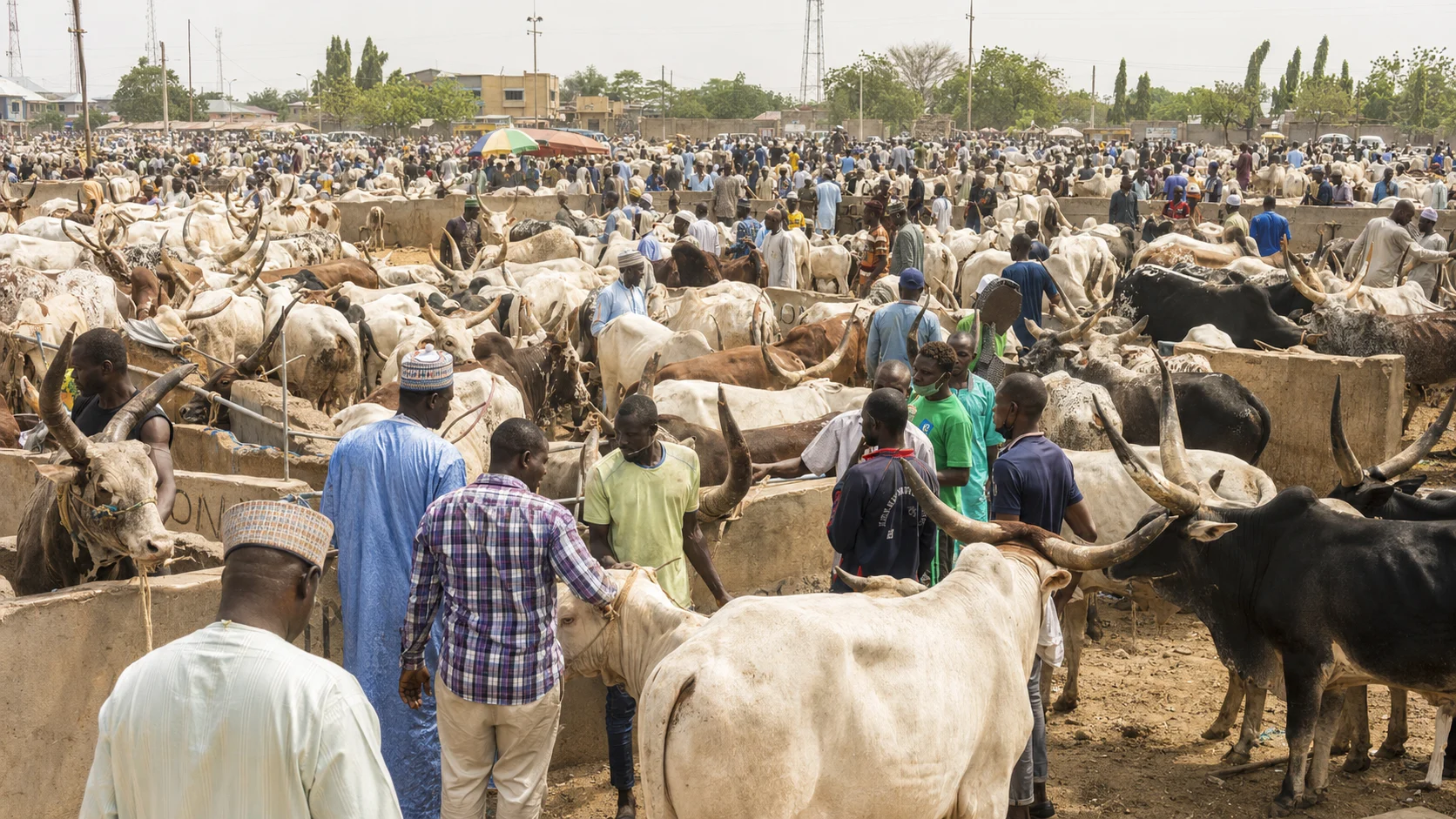 Eid al-Adha Cattle Price Surge: A Seller's Guide