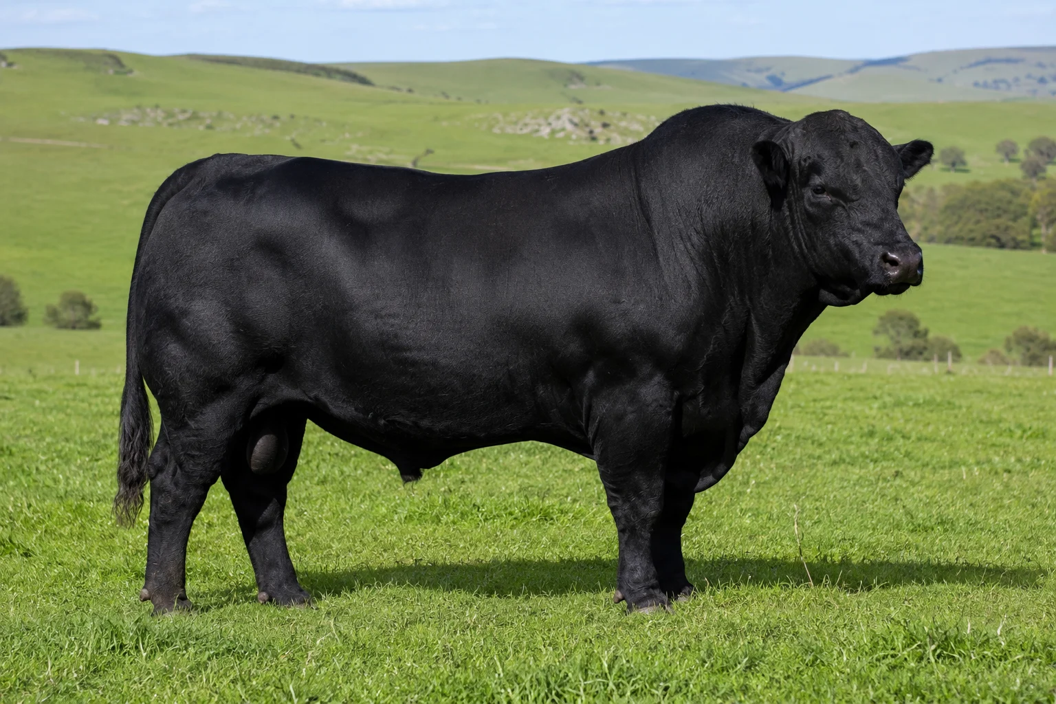 Angus cattle