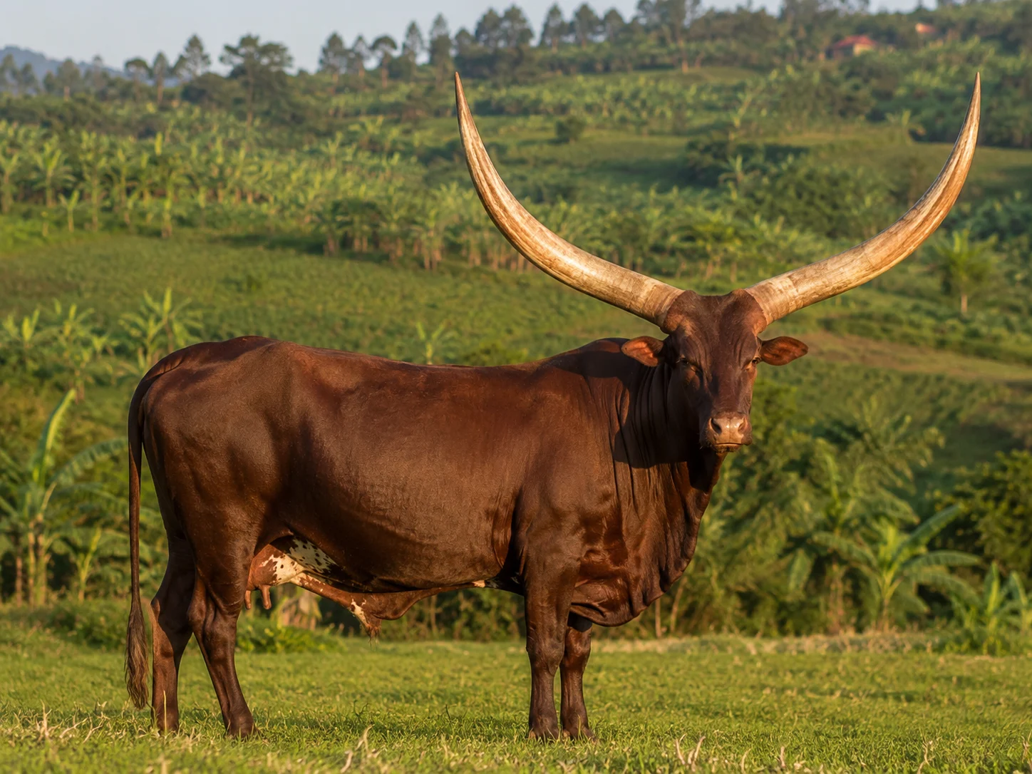 Ankole Longhorn cattle