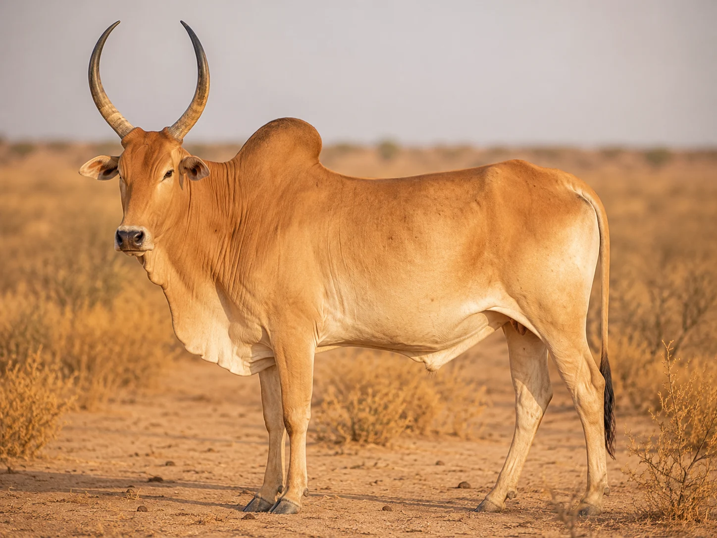 Azawak cattle — dual breed