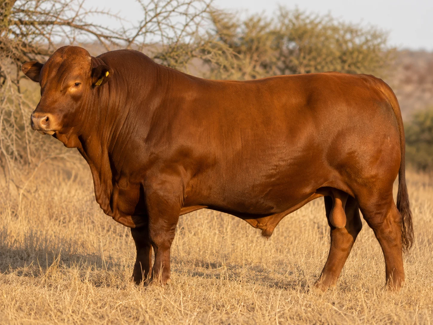 Bonsmara cattle