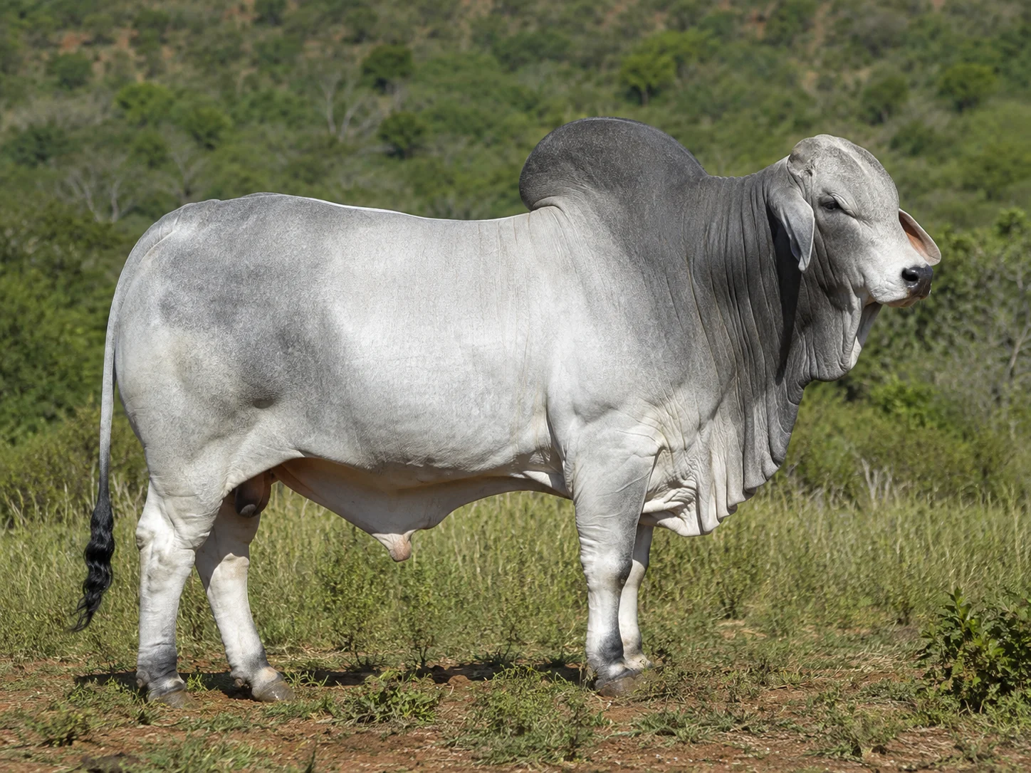 Brahman cattle