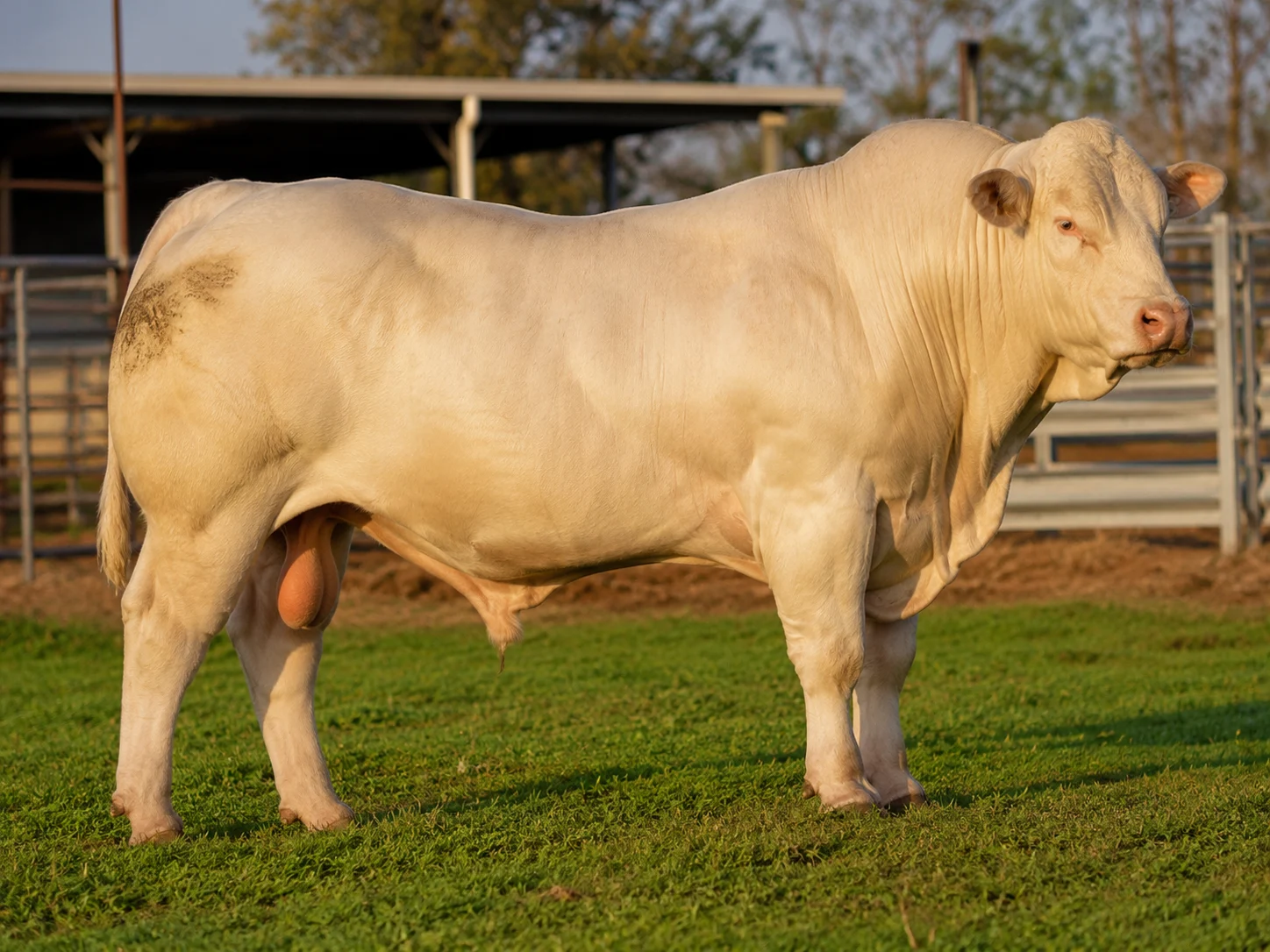 Charolais cattle — beef breed
