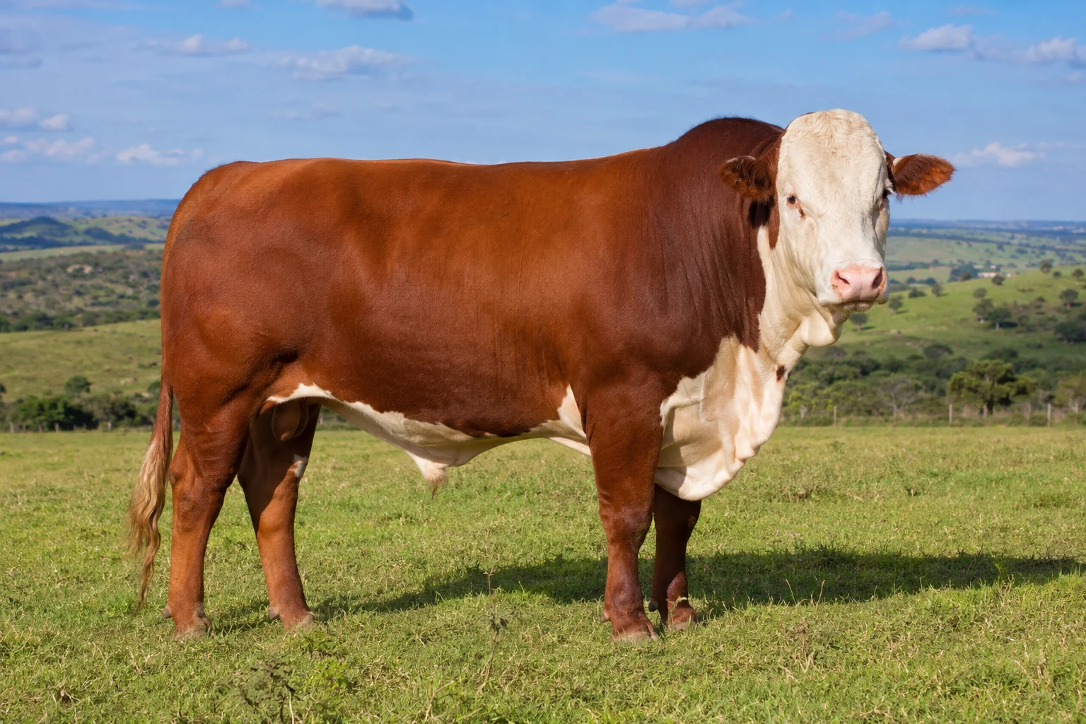 Hereford cattle — beef breed