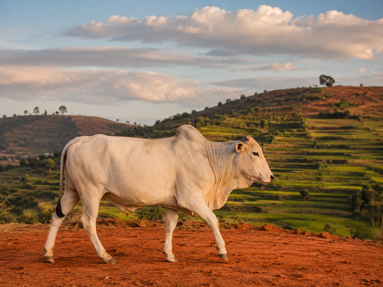 Madagascar Zebu cattle