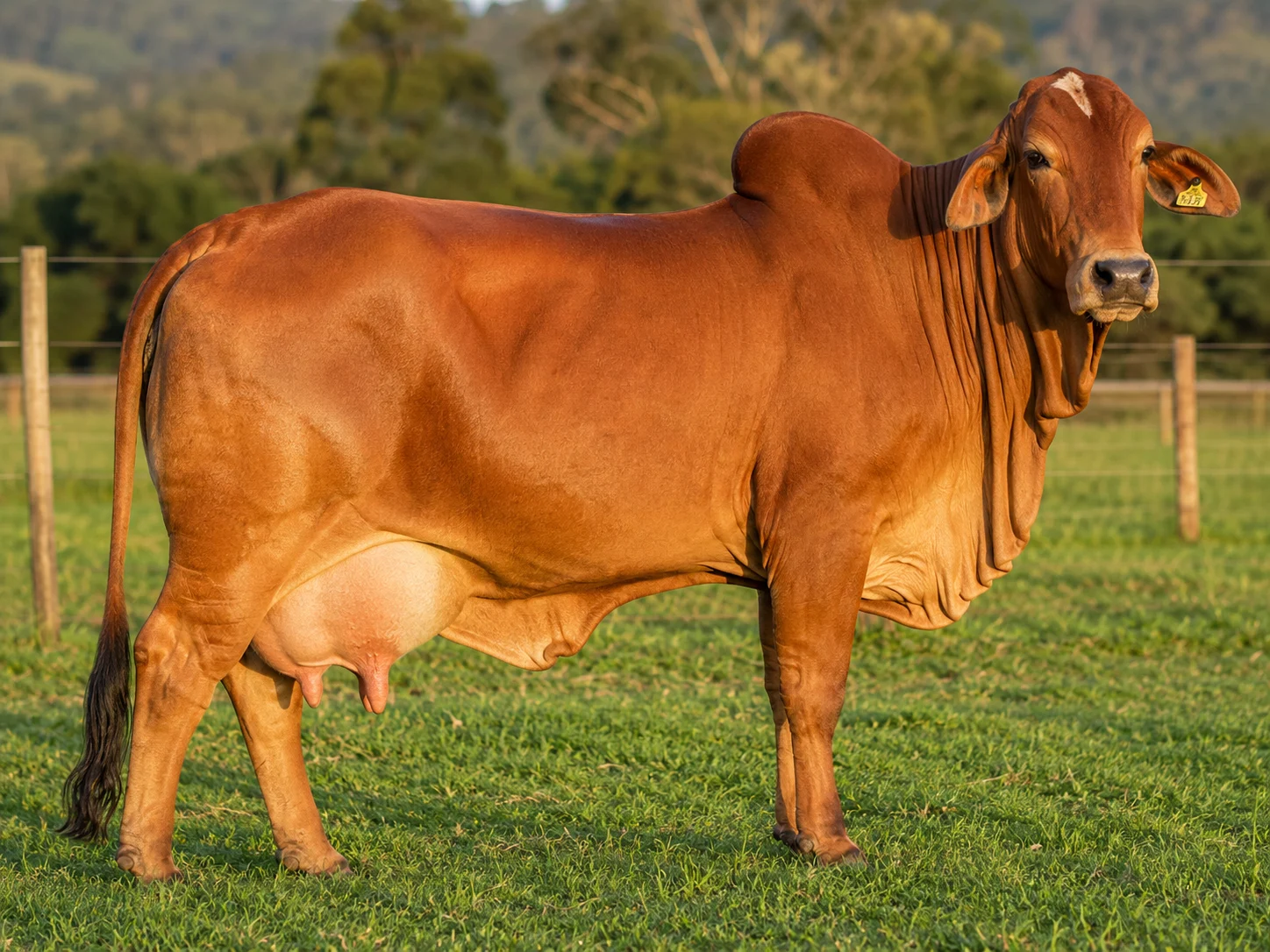 Sahiwal cattle — dairy breed